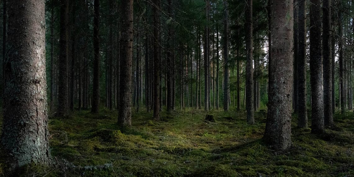 La Foret - Στο δάσος