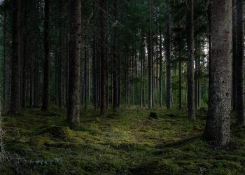 La Foret - Στο δάσος