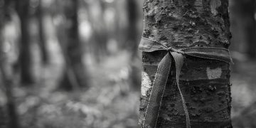 Το δέντρο του αίματος