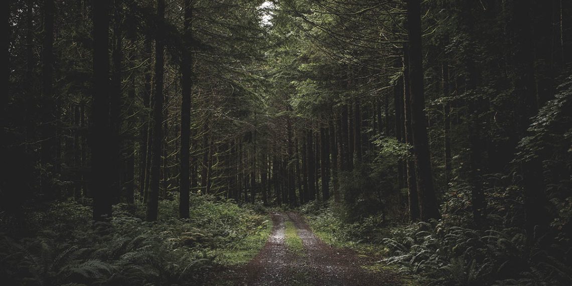 Στα δάση - The Woods