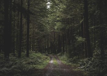 Στα δάση - The Woods