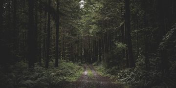 Στα δάση - The Woods