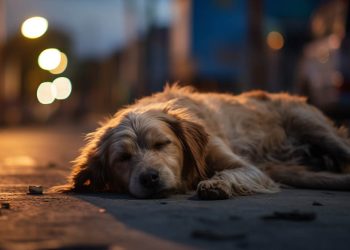 Άρθουρ, ο Βασιλιάς – Ταινία (2024)